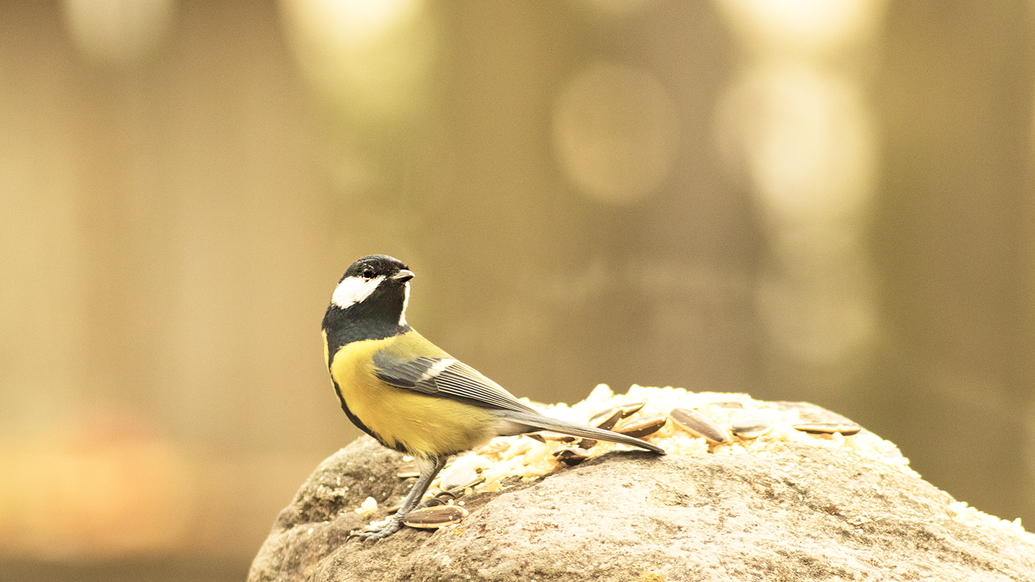 Great Tit